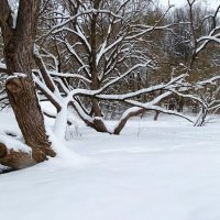 Весенний парк похожим стал на зимний. :: Милешкин Владимир Алексеевич 