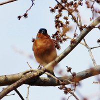 Зяблик. :: Восковых Анна Васильевна 