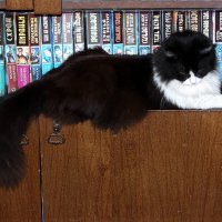 Зая любитель фантастики! :: Восковых Анна Васильевна 