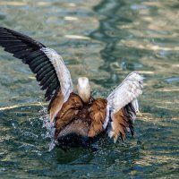 Огарь :: SanSan 