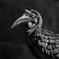 Рогатый ворон :: SanSan 