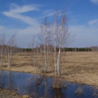 Весеннее. :: сергей ермошкин