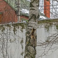 За птичками :: Валерий Иванович