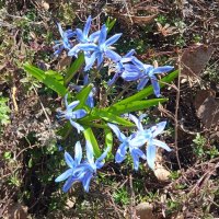 радость первых цветов :: Елена Шаламова