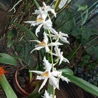 Наипрекраснейшие :: Pippa Наипрекраснейшие :: Pippa