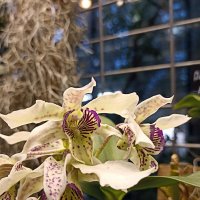 Наипрекраснейшие :: Pippa 