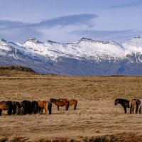 Крепкие исландские лошади :: Георгий А