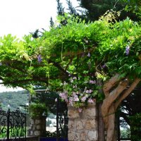 Закоулки острова Капри :: Ольга 