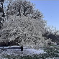 Раннее утро. Вчера выпало немного снега, цветам не помешал. :: Валерия Комова Раннее утро. Вчера выпало немного снега, цветам не помешал. :: Валерия Комова