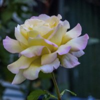 Глория  Дей :: Валентин Семчишин