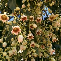 Брахихитон разнолистный :: Светлана Хращевская