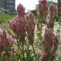 У обочины / кастиллея :: Anna Ivanova