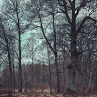 Печальный пейзаж :: Татьяна Аникина