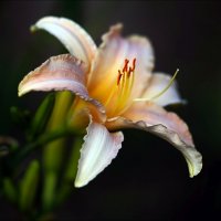 Лилейник :: ZNatasha - Лилейник :: ZNatasha -