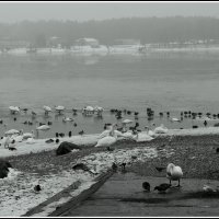 Ожидание :: Aleksandr Gal