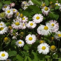 Маргаритки :: Freddy 97 Маргаритки :: Freddy 97