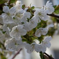 Несмотря на прохладную погоду, сады цветут! :: Татьяна Смоляниченко Несмотря на прохладную погоду, сады цветут! :: Татьяна Смоляниченко