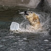 Белый :: SanSan 