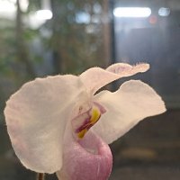 Наипрекраснейшие :: Pippa 