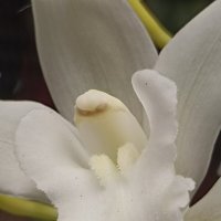 Наипрекраснейшие :: Pippa 