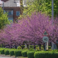 Багрянник европейский :: Игорь Сикорский