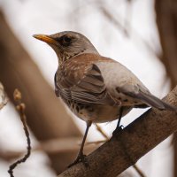 Серый дрозд. :: Вадим Басов