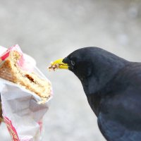 Кушай, мне не жалко! :: ZNatasha -