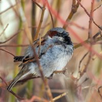 Чирикалка. :: Анатолий. Chesnavik.