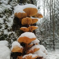 опята :: Павел Кошалеф