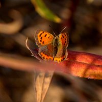 опять про бабочек 3 :: Александр Прокудин опять про бабочек 3 :: Александр Прокудин