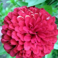 Циния шарик. :: Ирина ***