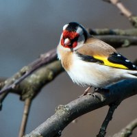 Щегол. :: Владимир Безбородов