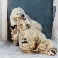 Белый :: SanSan 