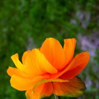 Купальница. :: nadyasilyuk Вознюк