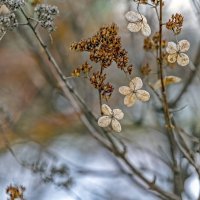 Апрельские :: Валерий Иванович