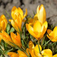 Мой сад апрельский :: Татьяна Лютаева