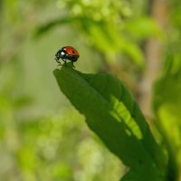На старте :: Сергей Швечков