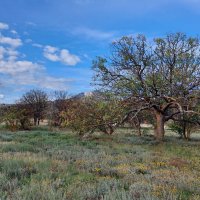 в фисташковой роще :: ИРЭН@ . в фисташковой роще :: ИРЭН@ .