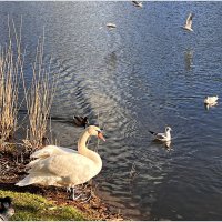 У пруда. :: Валерия Комова