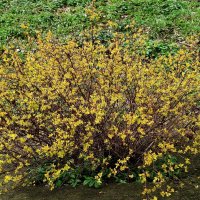 Форзиция :: Рита Симонова