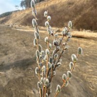 С Вербным Воскресеньем :: Валентина Богатко 