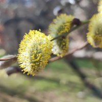 ,,, :: Сергей Тимоновский ,,, :: Сергей Тимоновский