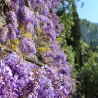 пора Глицинии :: Светлана Баталий