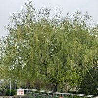 Весна в Китае :: Ирэн 