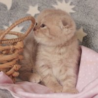 Малышка :: Елена 