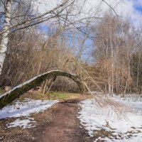 В апрельском лесу... :: Владимир Жданов В апрельском лесу... :: Владимир Жданов