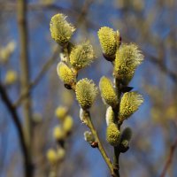 13 апреля :: краснов юрий 