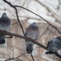 *** :: Николай Чекалин