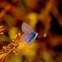 опять про бабочек 7 :: Александр Прокудин