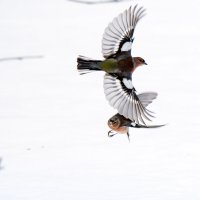 Соперники. :: Владимир Безбородов Соперники. :: Владимир Безбородов